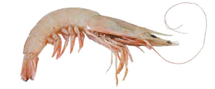 Brown Shrimp (Metapenaeus monoceros)